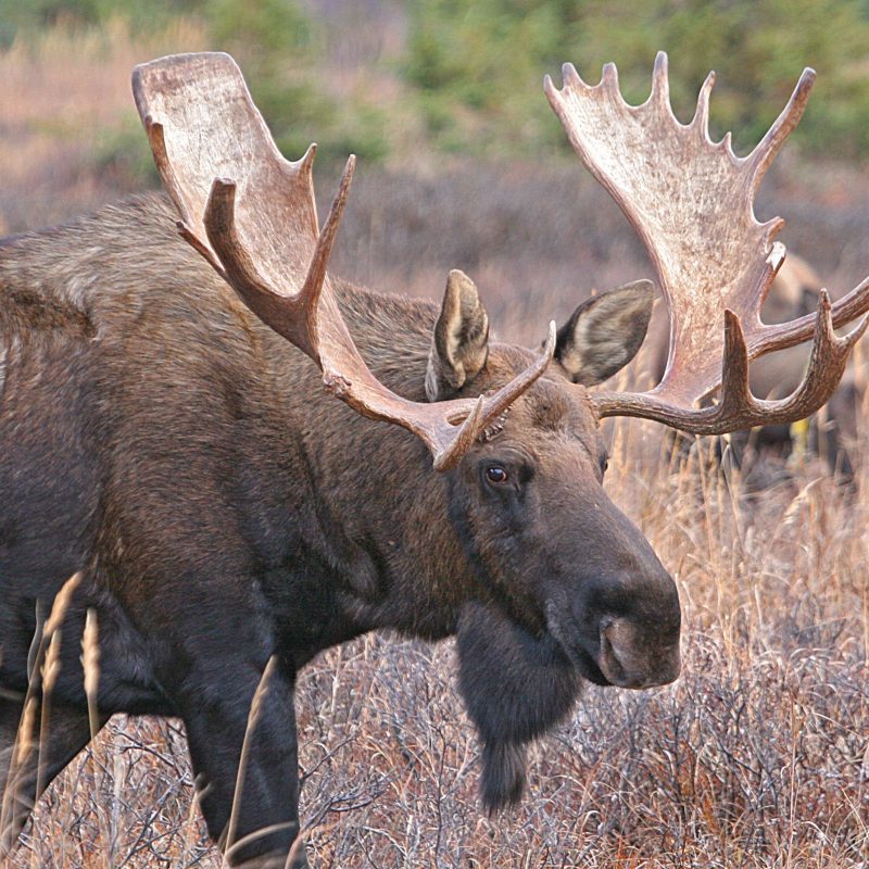 Canva - Moose in Nature