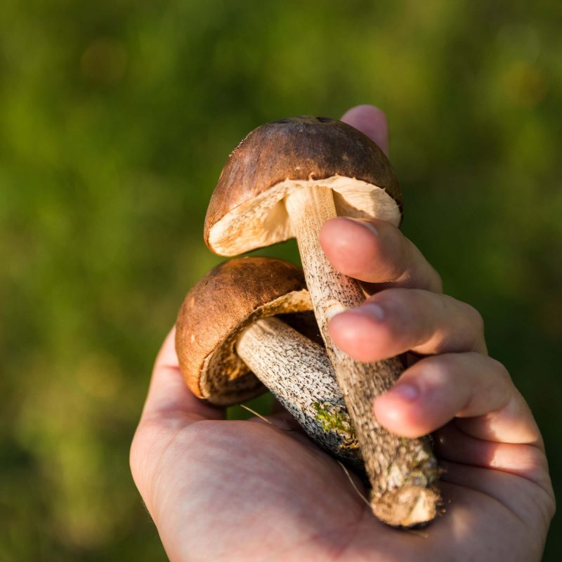 Canva - Person Holding Two Brown Mushrooms (1)